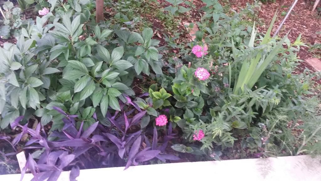 טרוגיר Apartments Dragan מראה חיצוני תמונה
